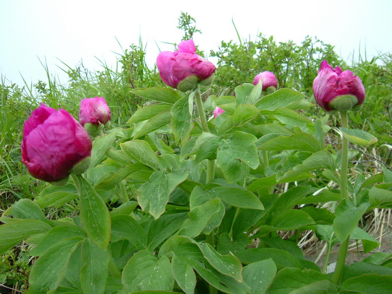 Paeonia officinalis